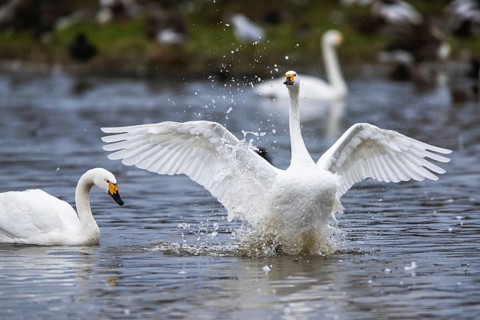 Tundra Swan, Bewick's Swan, Cygnus columbianus at winter in Slimbridge, England, United Kingdom,