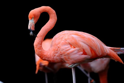 A single pink flamingo against a black background, showing its elegant posture, Red flamingo