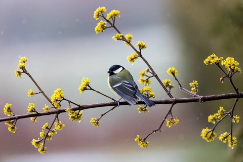 Great Tit (Parus major), adult male, perched on a cornelian cherry branch, in the rain, Hesse,
