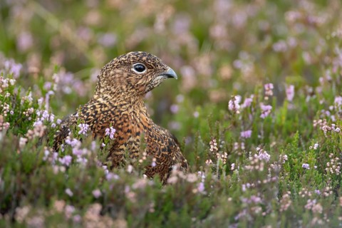 Red grouse (Lagopus lagopus scotica) adult bird in flowering moorland Heather plants in summer,