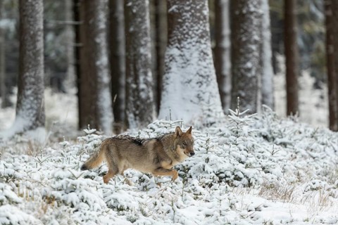 One young male eurasian gray wolf (Canis lupus lupus) running thru the snow-covered undergrowth of