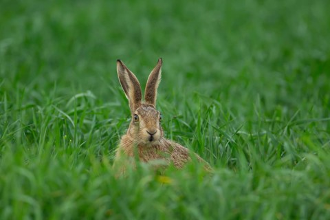 European brown hare (Lepus europaeus) juvenile baby leveret animal in a farmland cereal crop in the