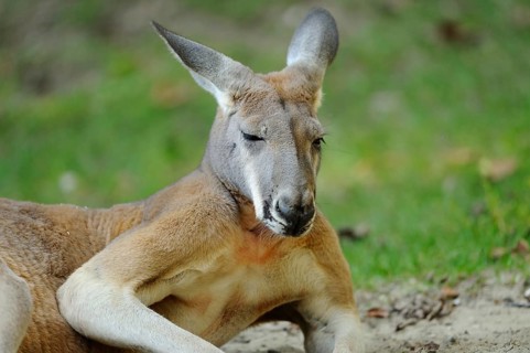 A kangaroo lies relaxed in the grass and enjoys nature, Red kangaroo (Osphranter rufus, Kangourou
