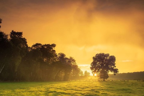 View over green meadows to a tree at the edge of a forest with an intense sunset, Neustadt am