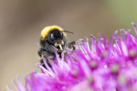 Buff tailed bumblebee (Bombus terrestris) adult bee feeding on a purple Allium flower in an urban