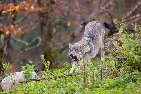 An adult male eurasian gray wolf (Canis lupus lupus) stretches himself on a green meadow on hilly