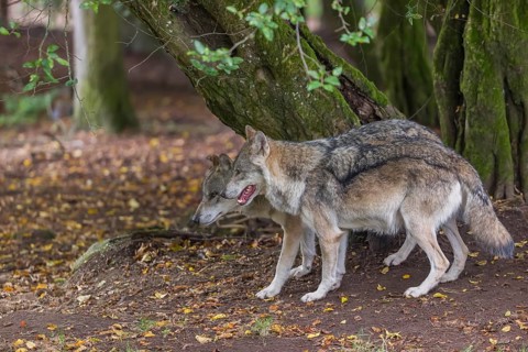 Two adult male eurasian gray wolves (Canis lupus lupus) standing in front of an old split tree at a