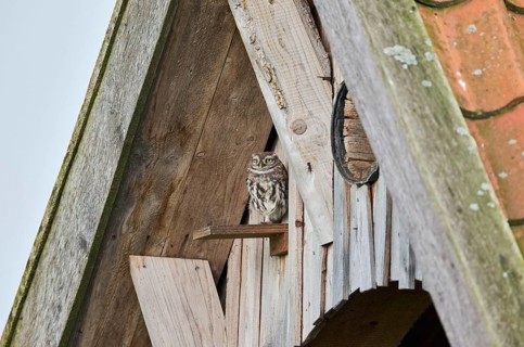 Little owl in breeding tube (Athene noctua) North Rhine-Westphalia, Germany, Europe