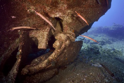 Atlantic cornetfish (Aulostomus strigosus) swimming around a large underwater wreck, dive site