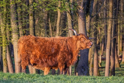 A highland cow (Bos primigenius taurus) stands at a forest edge and suckles her calf