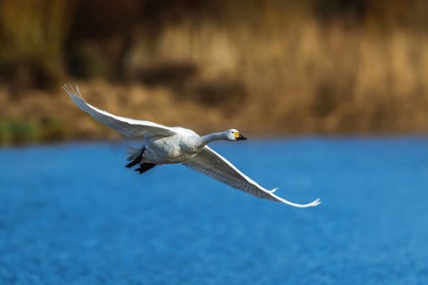 Tundra Swan, Bewick's Swan, Cygnus columbianus in flight at winter in Slimbridge, England, United