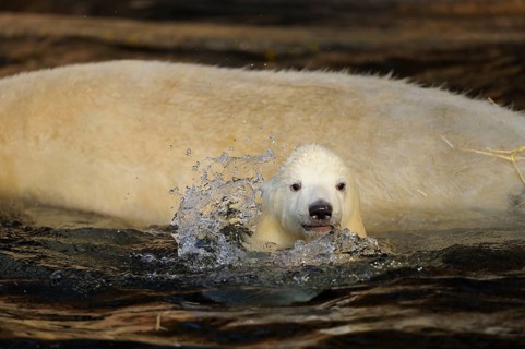 A young polar bear swims in the water, surrounded by splashing water, accompanied by an adult bear,