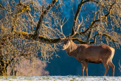 A red deer stag (Cervus elaphus) stands in the first light of day on a meadow covered in hoar frost
