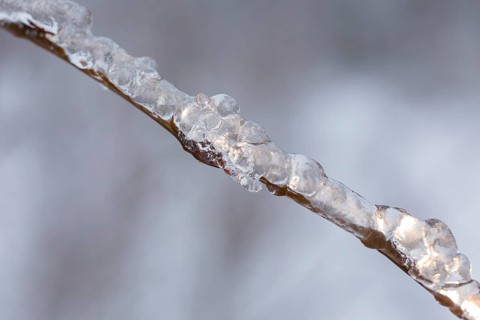 Branch that is thickly covered with ice due to freezing rain