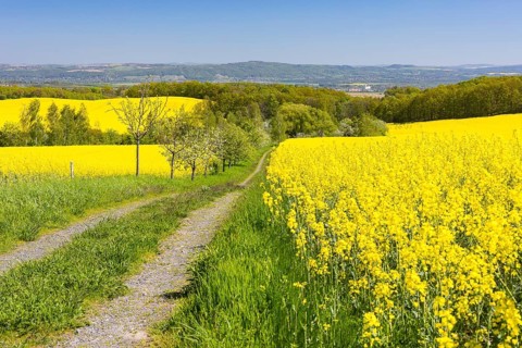Field path through flowering rape fields (Brassica napus) in spring, Müglitztal, Saxony, Germany,