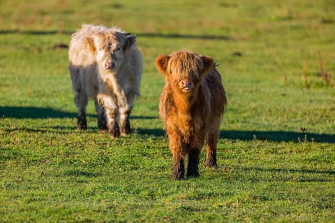 Two Highland calves (Bos primigenius taurus) stand on a pasture in the early morning light