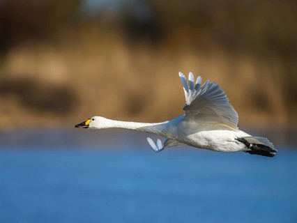 Tundra Swan, Bewick's Swan, Cygnus columbianus in flight at winter in Slimbridge, England, United