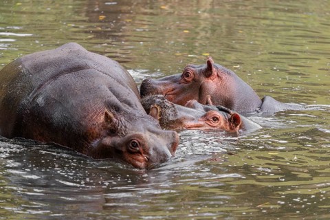 A group of hippos (Hippopotamus amphibius) swimming in a river
