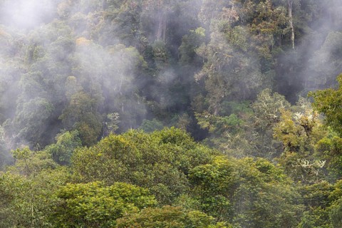 Tropical cloud forest, Monte Verde St. Elena, San Jose Province, Central Mountain Range, Costa