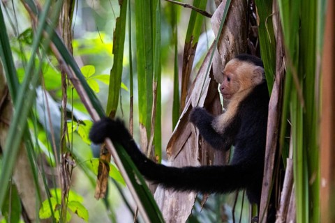 White-shouldered capuchin monkey (Cebus capucinus), primates (Anthropoidea), tropical rainforest,