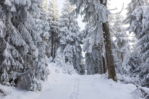Path through the snowy winter forest on the Auersberg, Erzgebirge, Eibenstock, Saxony, Germany,