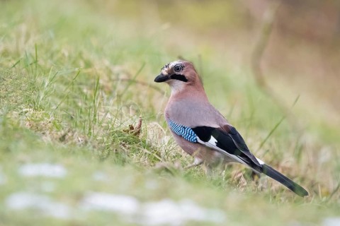A jay (Garrulus glandarius) standing in the grass with detailed plumage, Hesse, Germany, Europe