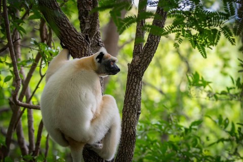 Golden-crowned sifaka (Propithecus tatersalli) in the dry forests of Daraina National Park in