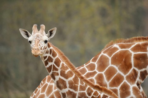 Giraffe shows its long neck and the beautiful fur pattern in natural surroundings, reticulated