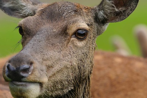 Close-up of a stag's head with focus on eyes and fur strata, red deer (Cervus elaphus), Bavaria