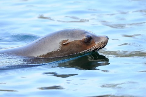 A sea lion swims calmly through the clear water, California sea lion (Zalophus californianus),