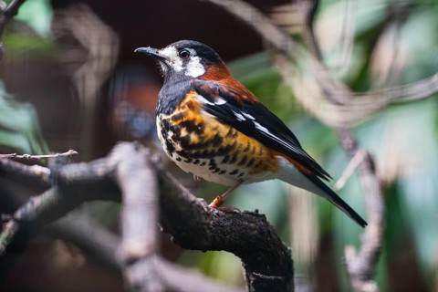 Chestnut-backed Thrush (Zoothera dohertyi), native to Timor and Lesser Sunda Islands, Indonesia,