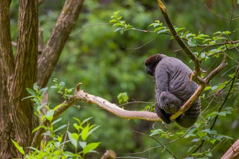 A common woolly monkey, brown woolly monkey, or Humboldt's woolly monkey (Lagothrix lagothricha)