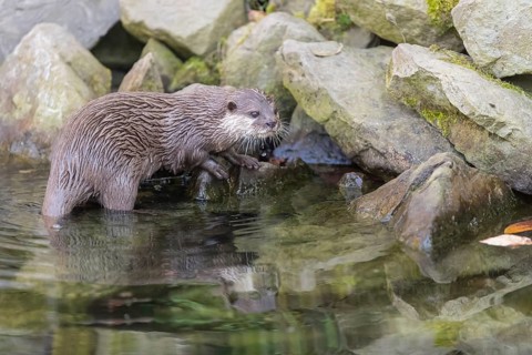One oriental small-clawed otter or Asian small-clawed otter (Aonyx cinerea), standing in the water
