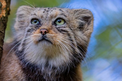 Portrait of a Pallas's cat (Otocolobus manul) or Manul. Least concern species on the IUCN Red List