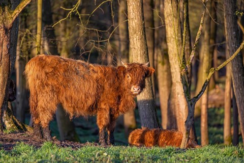 A Highland calf (Bos primigenius taurus) stands at a forest edge, a second one is resting on the