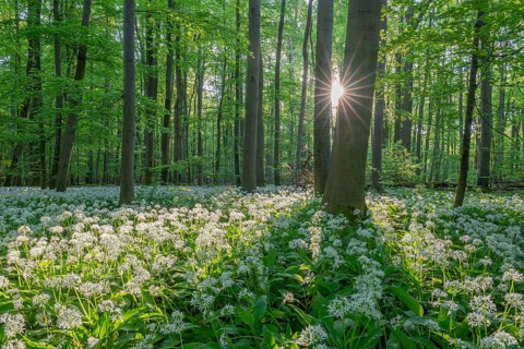 Near-natural deciduous forest with flowering wild garlic (Allium ursinum), sun star, Hainich