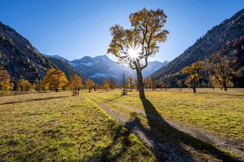 Sycamore maple with autumnal yellow foliage and sun star, large maple base in autumn, rocky