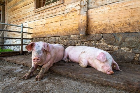 Domestic pigs lying in front of an alpine hut, Eng-Alm, Karwendel Mountains, Tyrol, Austria, Europe