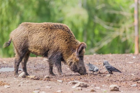 A wild boar or wild pig (Sus scrofa), stands on a clearing searching for food. Western jackdaws