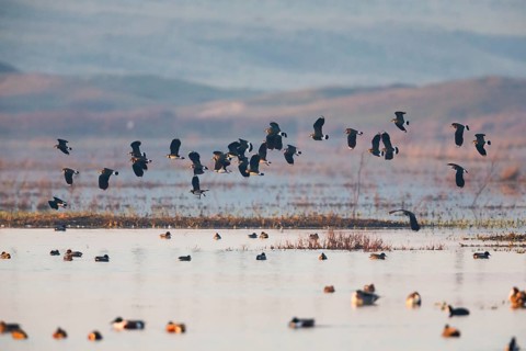 Northern Lapwing (Vanellus vanellus), a flock flying over a lake at sunset in late winter, Texel,