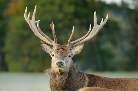 Majestic stag with large antlers standing in the forest, dominant and imposing appearance, red deer