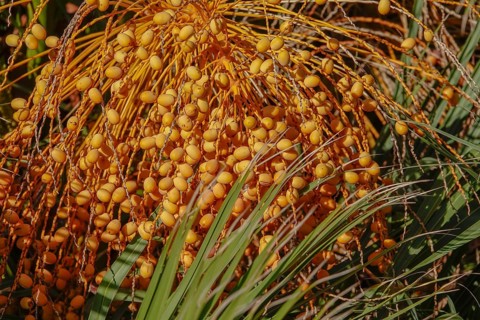 Fruits of a palm tree, Apulia, Italy, Europe