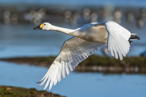 Tundra Swan, Bewick's Swan, Cygnus columbianus in flight at winter in Slimbridge, England, United