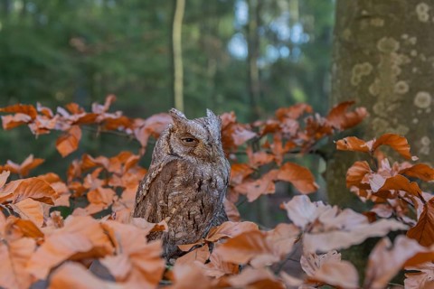 One Eurasian scops owl (Otus scops)sitting on a twig of a beech tree, embedded in brown leafs