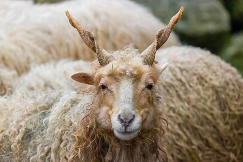 Portrait of a white Racka or Hortobágy Racka Sheep (Ovis aries strepsiceros hungaricus) with its