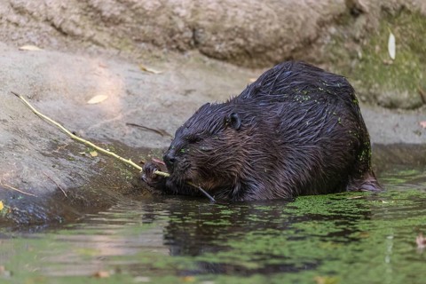 One North American beaver or Canadian beaver, Castor canadensis, sitting ashore gnawing on a twig