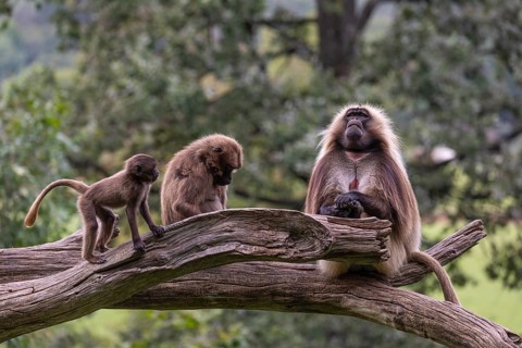 Family of Gelada (Theropithecus gelada), or bleeding-heart monkey with a male, female and baby. A