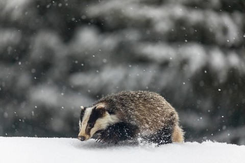 One young European badger (Meles meles) walking through deep snow during snow fall