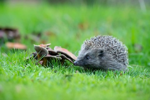 European hedgehog (Erinaceus europaeus) adult animal standing next to fungi on a garden lawn,