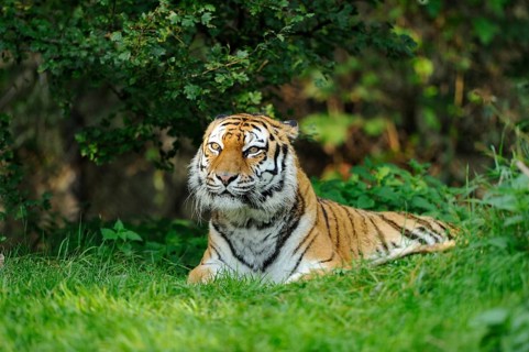 A lying tiger in the dense green of nature, surrounded by bushes, Siberian tiger (Panthera tigris